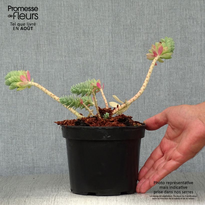 Exemplar von Euphorbia myrsinites - Blaugrüne Wolfsmilch Topf mit 2L/3L wie im Sommer geliefert