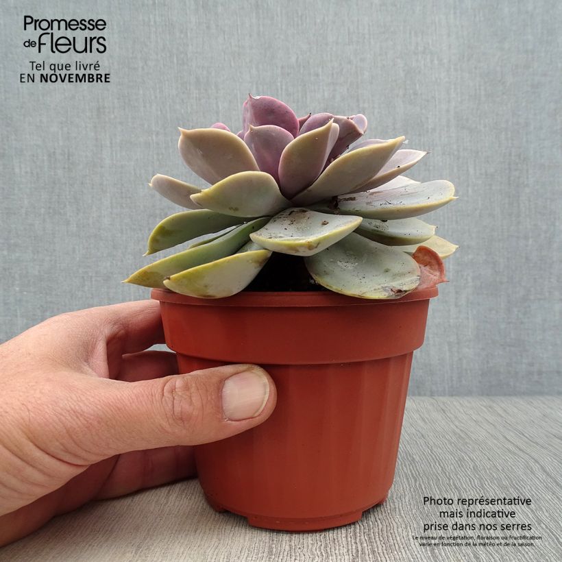 Exemplar von Echeveria Perle Von Nürnberg - Echeverie Topf 12 cm / 13 cm wie im Herbst geliefert