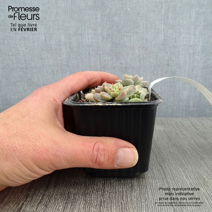 Exemplar von Echeveria elegans Rose - Echeverie Kleine Töpfe von 8/9 cm wie im Winter geliefert