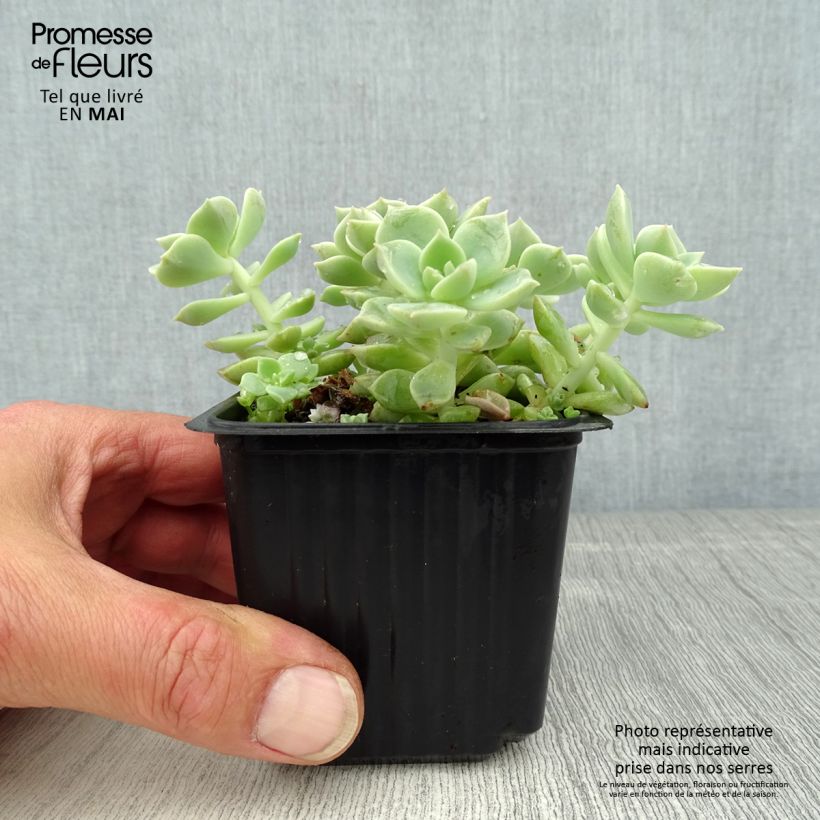 Exemplar von Echeveria elegans Rose - Echeverie Kleine Töpfe von 8/9 cm wie im Frühjahr geliefert