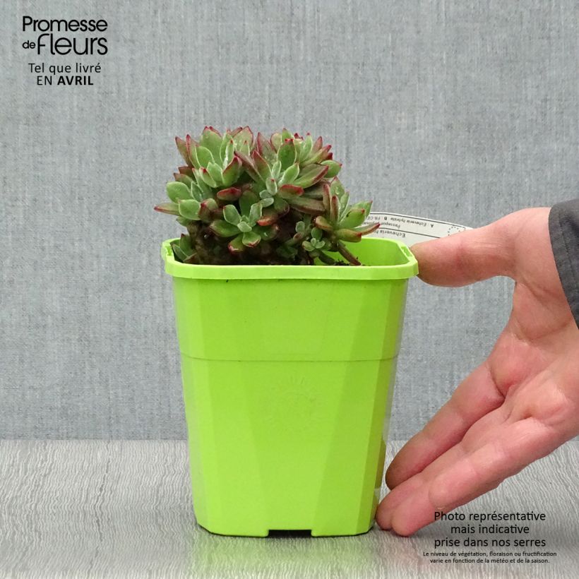 Exemplar von Echeveria Devotion - Echeverie Topf mit 3L/4L wie im Frühjahr geliefert