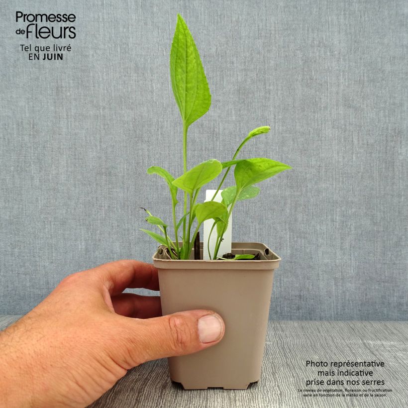 Exemplar von Echinacea purpurea Aloha - Sonnenhut Kleine Töpfe von 8/9 cm wie im Sommer geliefert