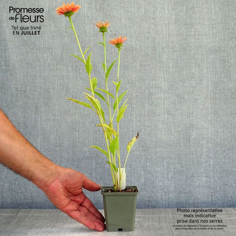Exemplar von Echinacea Big Kahuna - Scheinsonnenhut Kleine Töpfe von 8/9 cm wie im Sommer geliefert
