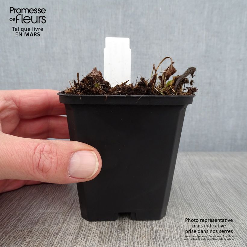 Exemplar von Echinacea purpurea Funky White - Sonnenhut Kleine Töpfe von 8/9 cm wie im Winter geliefert