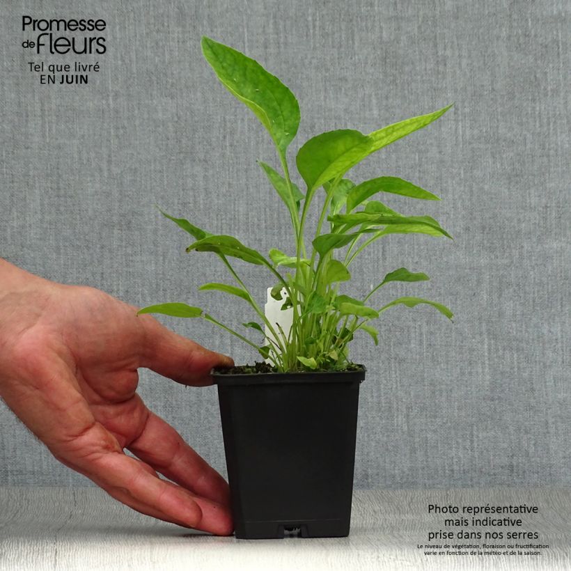 Exemplar von Echinacea purpurea Hot Papaya - Sonnenhut Kleine Töpfe von 8/9 cm wie im Sommer geliefert