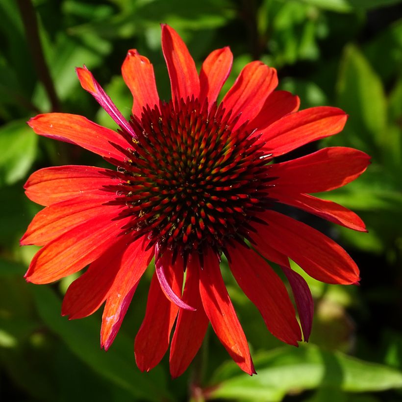 Echinacea purpurea Hot Summer - Sonnenhut (Blüte)