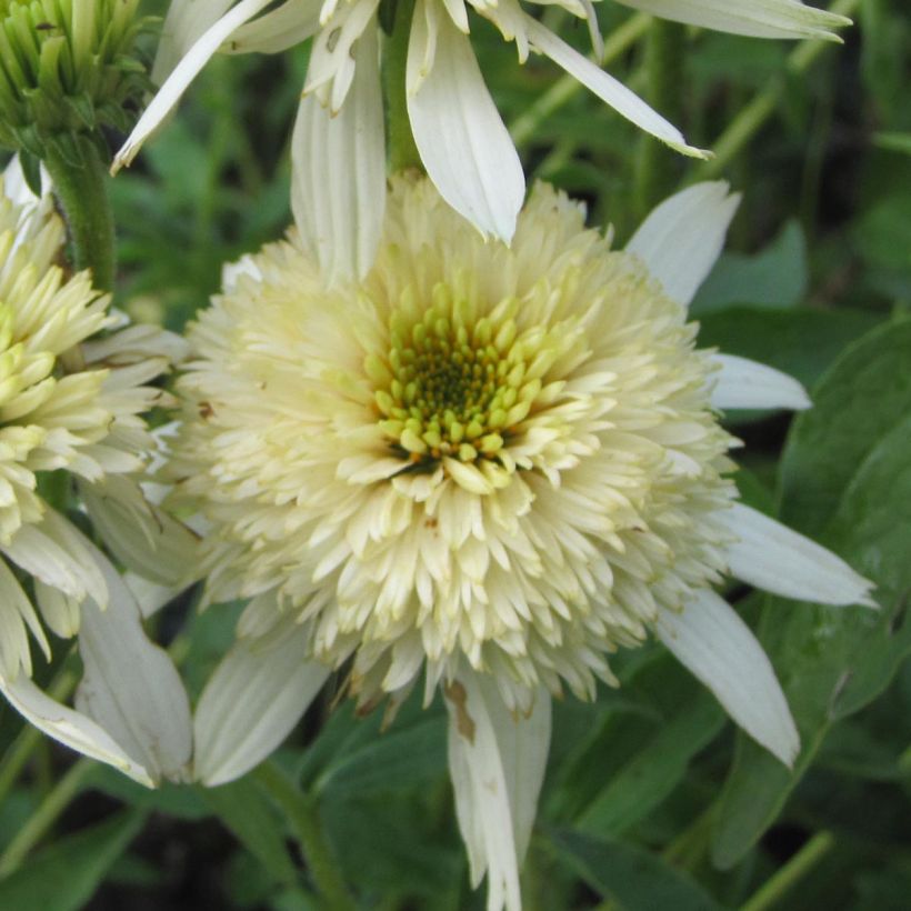 Echinacea purpurea Mozarella - Sonnenhut (Blüte)
