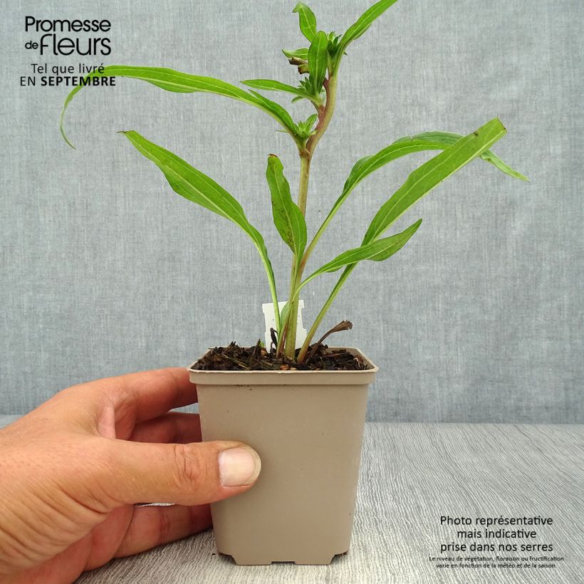 Exemplar von Echinacea Prima Ginger - Scheinsonnenhut Kleine Töpfe von 8/9 cm wie im Herbst geliefert