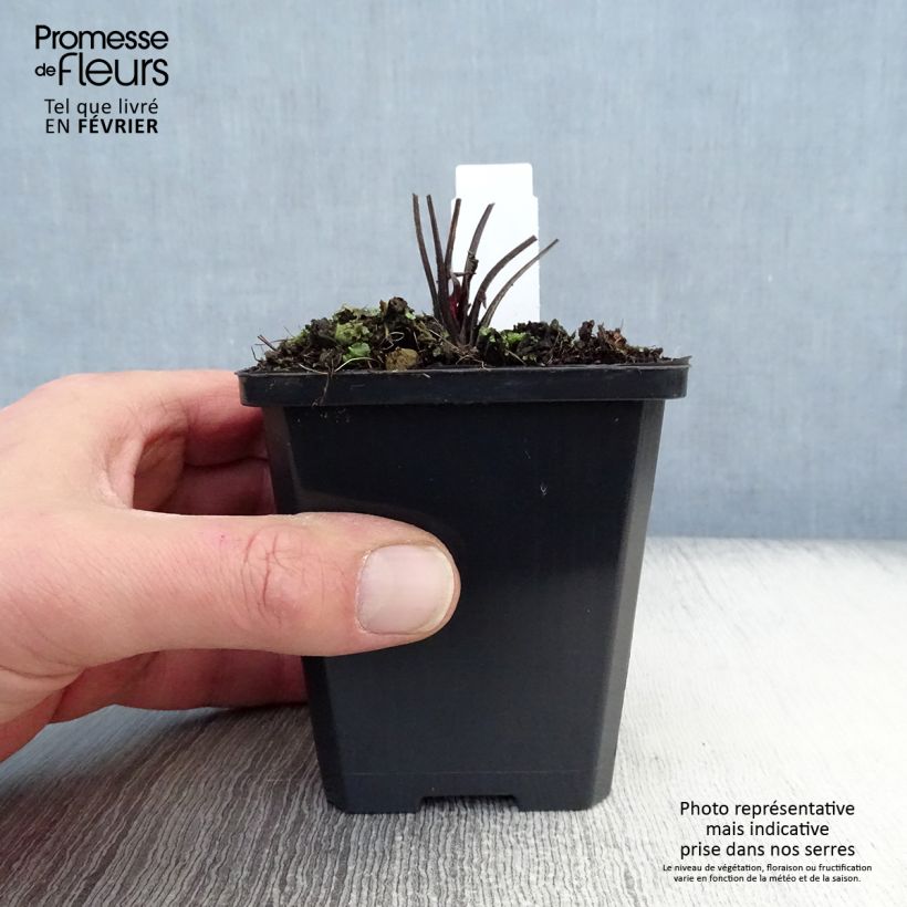 Exemplar von Echinacea Robin Hood - Scheinsonnenhut Kleine Töpfe von 8/9 cm wie im Winter geliefert