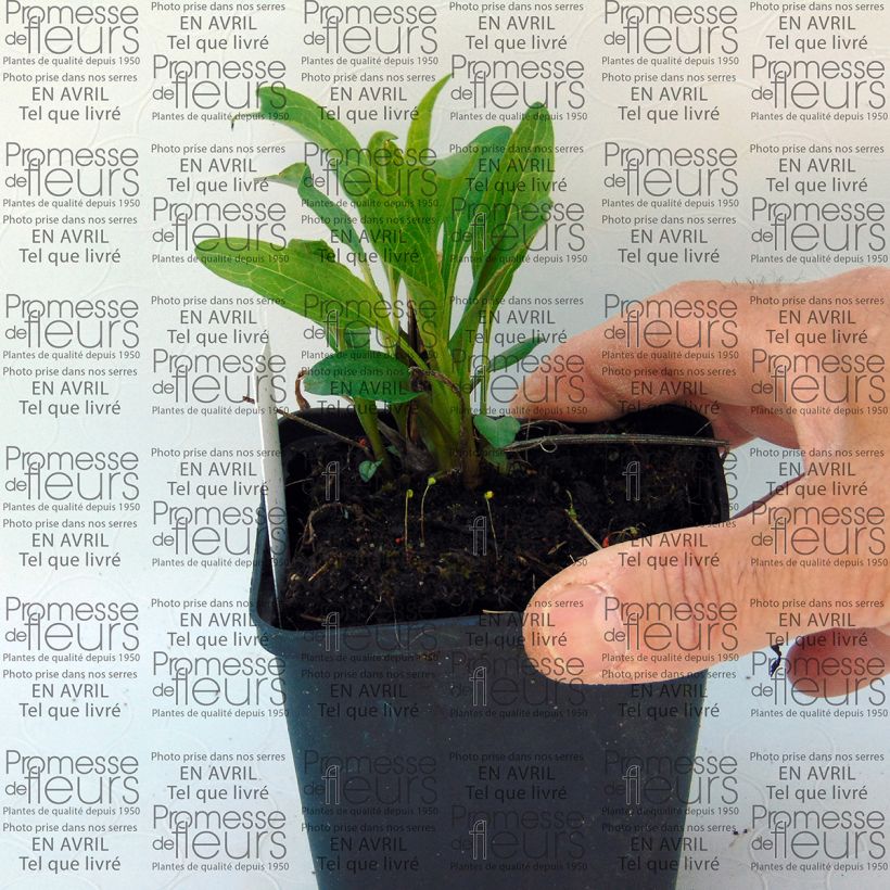 Beispiel eines Exemplars von Echinacea purpurea Secret Passion - Sonnenhut Kleine Töpfe von 8/9 cm wie geliefert