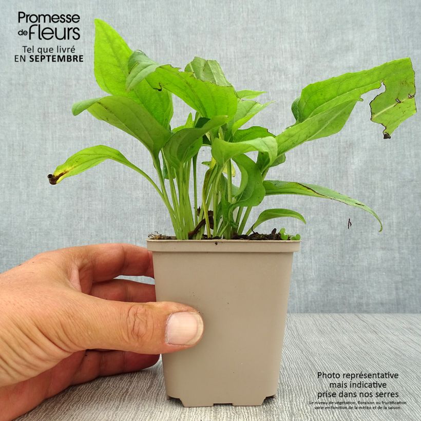 Exemplar von Echinacea purpurea SunSeekers Apple Green - Sonnenhut Topf mit 1,5L/2L wie im Herbst geliefert