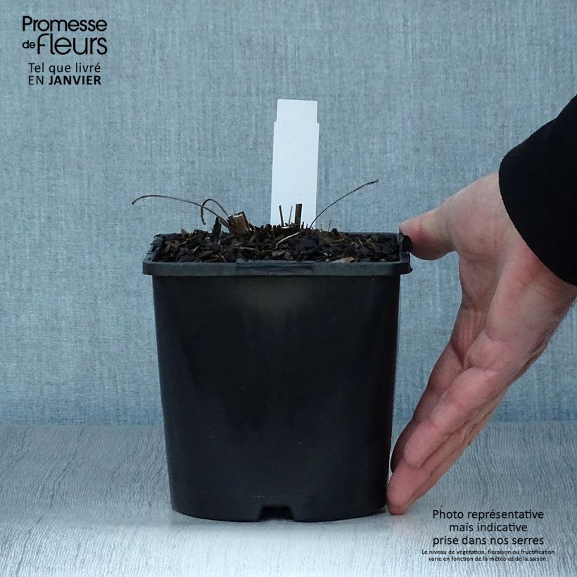 Exemplar von Echinacea purpurea SunSeekers Orange - Sonnenhut Topf mit 2L/3L wie im Winter geliefert