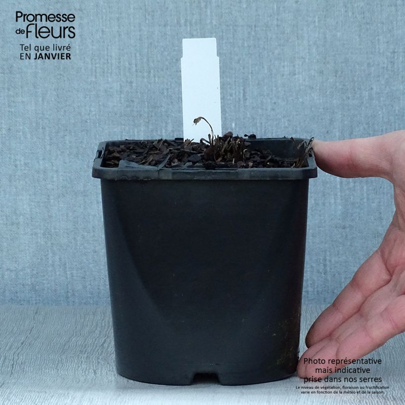 Exemplar von Echinacea purpurea SunSeekers White Perfection - Sonnenhut Topf mit 2L/3L wie im Winter geliefert