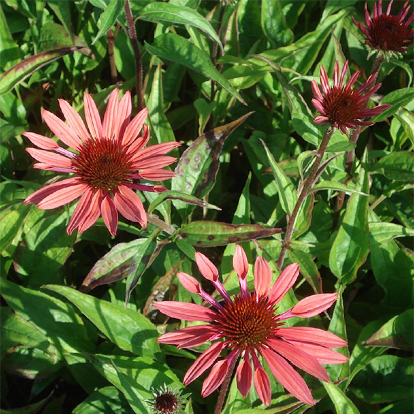 Echinacea Sunset - Scheinsonnenhut (Blüte)