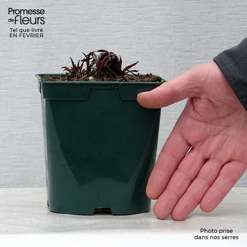 Exemplar von Echinacea pallida - Bleicher Sonnenhut Topf mit 2L/3L wie im Winter geliefert