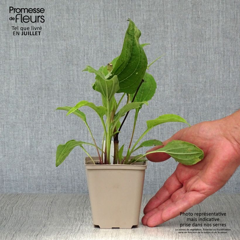 Exemplar von Echinacea purpurea Double Decker - Sonnenhut Kleine Töpfe von 8/9 cm wie im Sommer geliefert