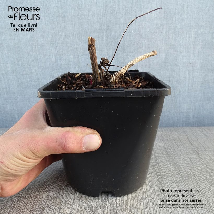 Exemplar von Echinacea purpurea Green Twister - Sonnenhut Topf mit 1,5L/2L wie im Winter geliefert