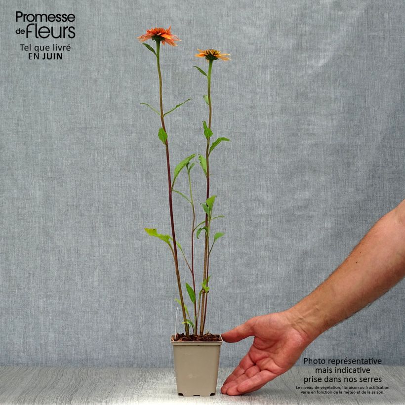 Exemplar von Echinacea purpurea Irresistible - Sonnenhut Kleine Töpfe von 8/9 cm wie im Sommer geliefert