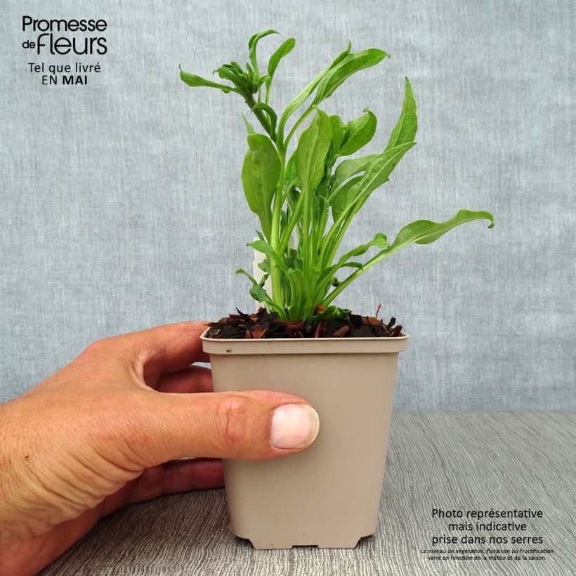 Exemplar von Echinacea purpurea Meringue - Sonnenhut Kleine Töpfe von 8/9 cm wie im Frühjahr geliefert