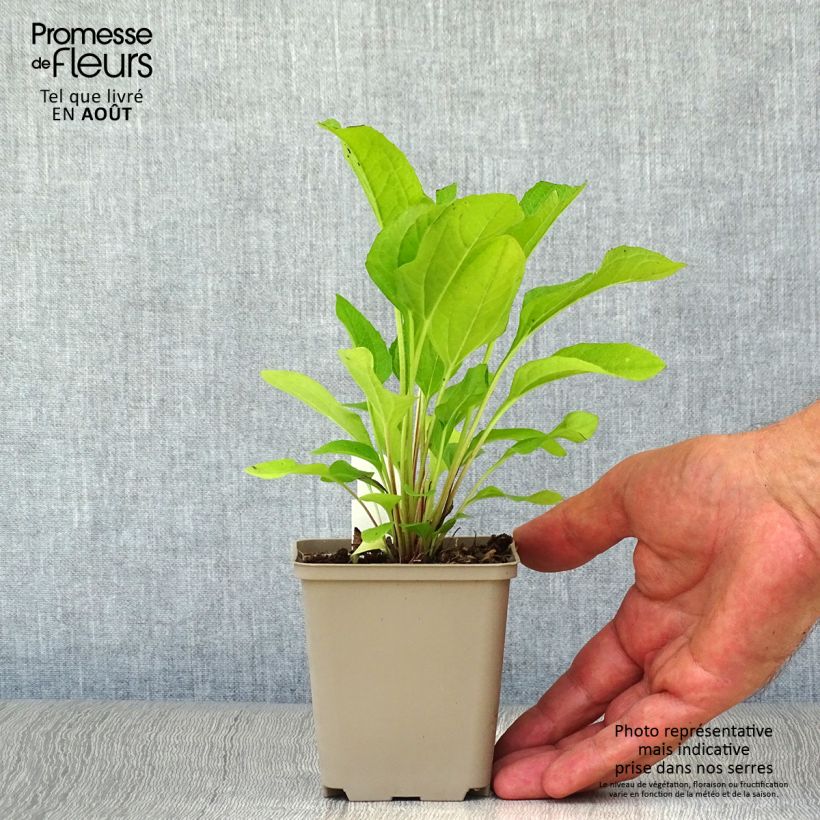 Exemplar von Echinacea purpurea Pink Double Delight - Sonnenhut Kleine Töpfe von 8/9 cm wie im Sommer geliefert