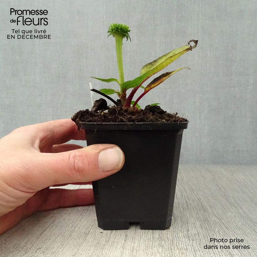 Exemplar von Echinacea purpurea Vintage Wine - Sonnenhut Kleine Töpfe von 8/9 cm wie im Winter geliefert