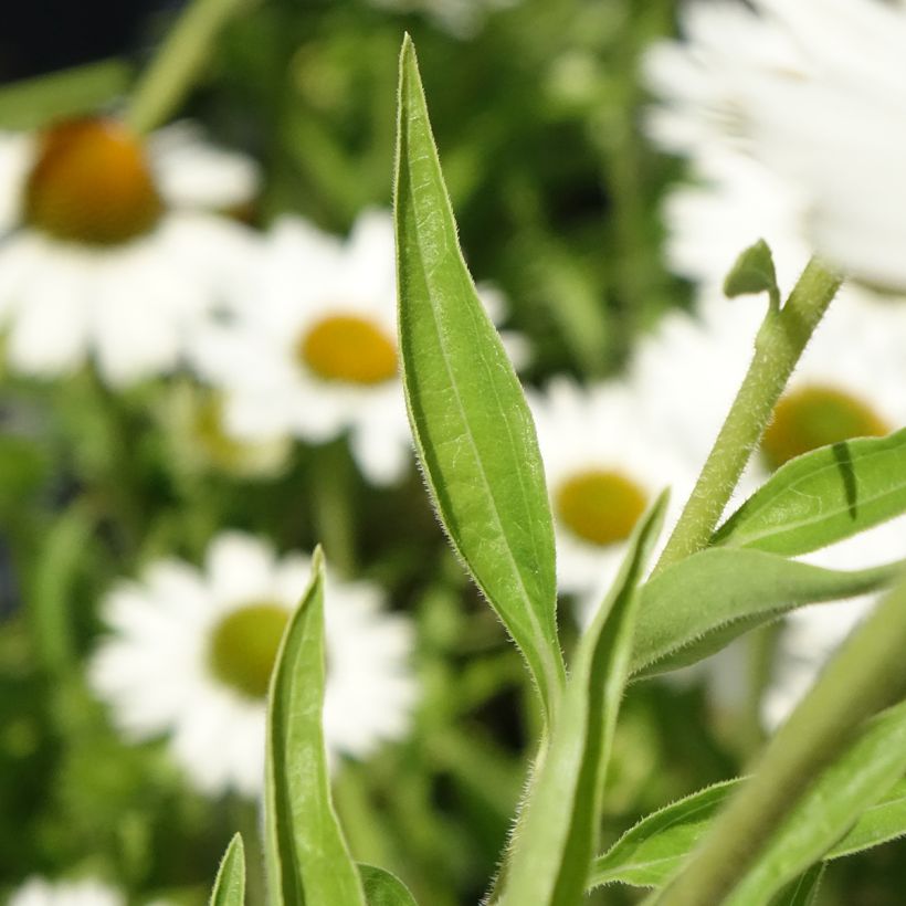 Echinacea purpurea White Meditation - Sonnenhut (Laub)