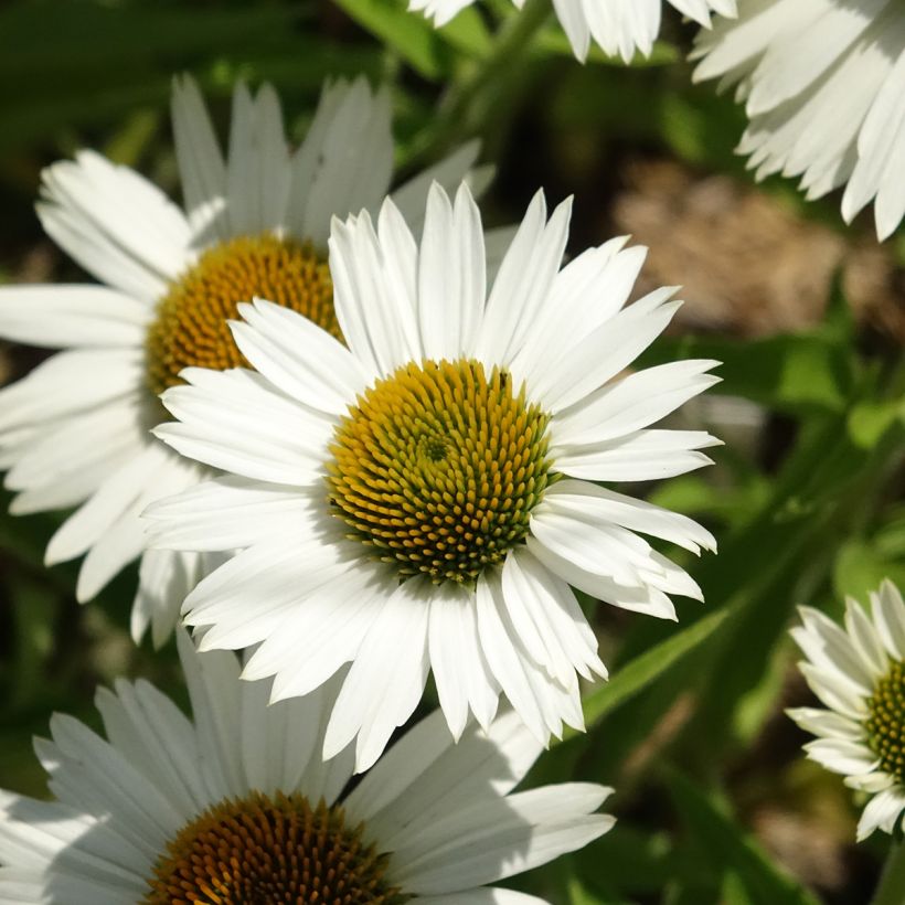 Echinacea purpurea White Meditation - Sonnenhut (Blüte)