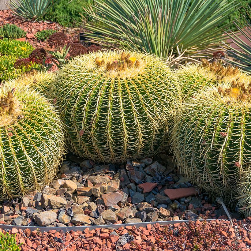 Echinocactus grusonii (Hafen)
