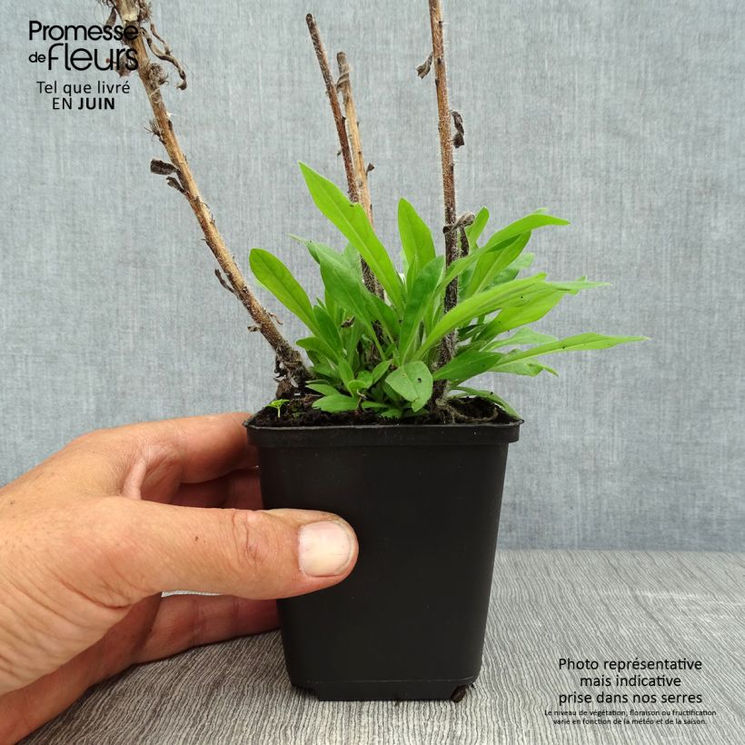 Exemplar von Echium amoneum Red Fathers - Roter Natternkopf Kleine Töpfe von 8/9 cm wie im Sommer geliefert