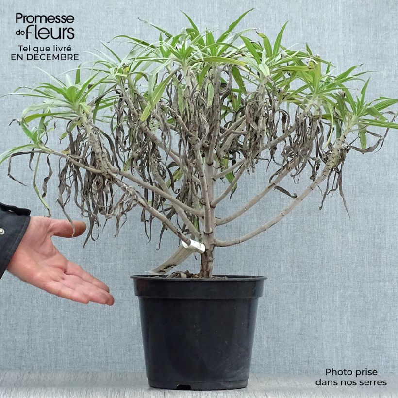 Exemplar von Echium candicans - Madeira-Natternkopf Topf mit 7,5L/10L wie im Winter geliefert