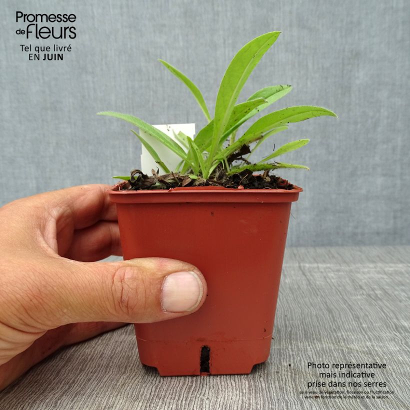 Exemplar von Echium russicum - Roter Natternkopf Kleine Töpfe von 8/9 cm wie im Sommer geliefert