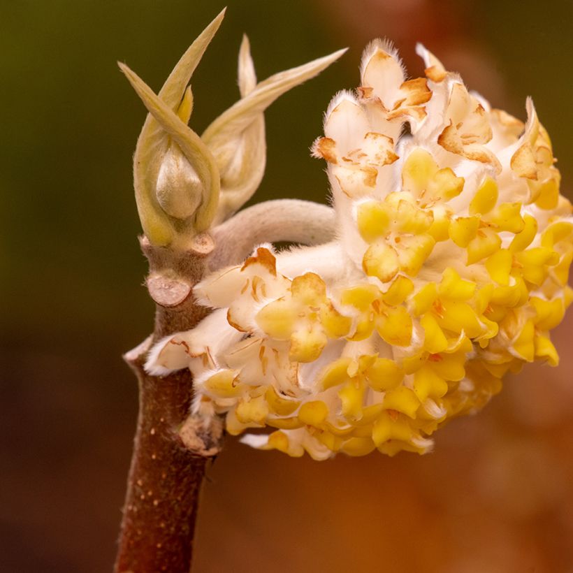 Edgeworthia chrysantha Grandiflora - Edgeworthie (Blüte)