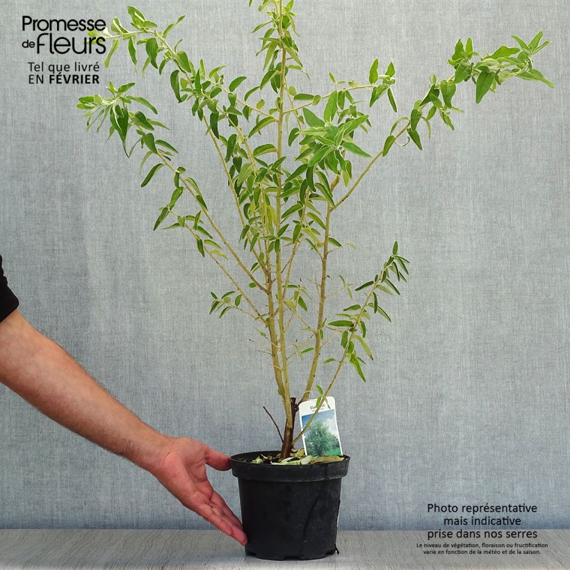 Exemplar von Schmalblättrige Ölweide - Elaeagnus angustifolia Topf mit 2L/3L wie im Herbst geliefert