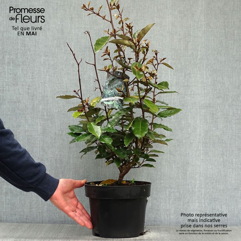 Exemplar von Wintergrüne Ölweide - Elaeagnus ebbingei Topf mit 4L/5L wie im Frühjahr geliefert
