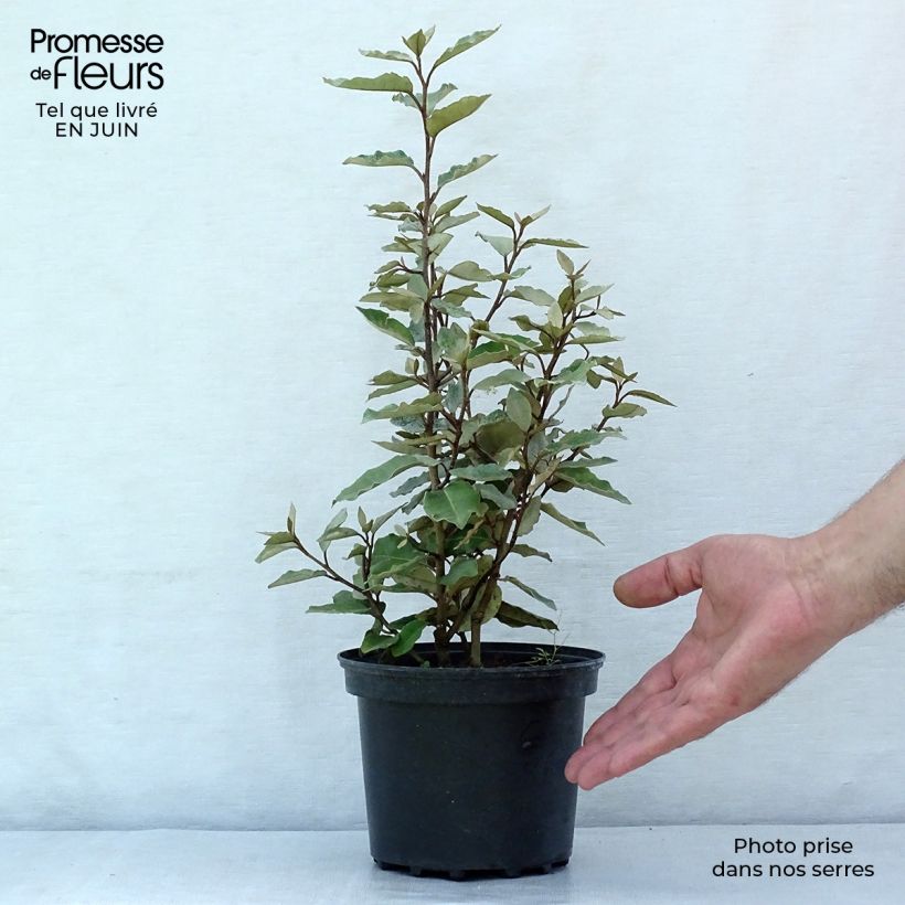 Exemplar von Wintergrüne Ölweide Compacta - Elaeagnus ebbingei Topf mit 2L/3L wie im Sommer geliefert