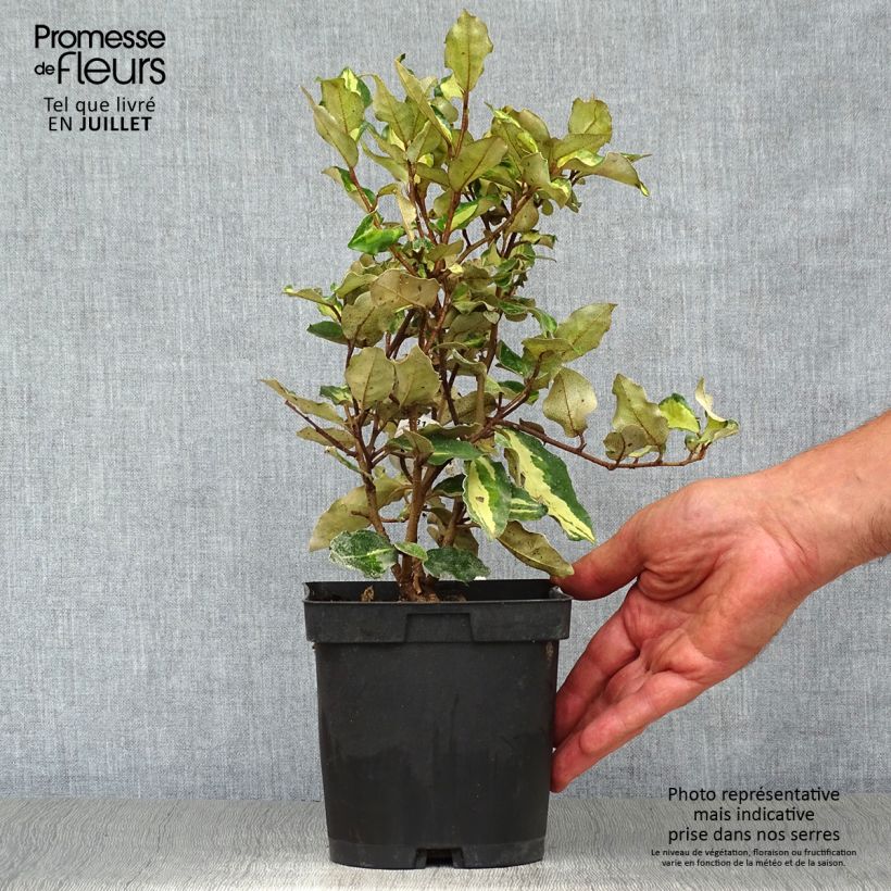 Exemplar von Wintergrüne Ölweide Maryline - Elaeagnus ebbingei Topf mit 2L/3L wie im Sommer geliefert