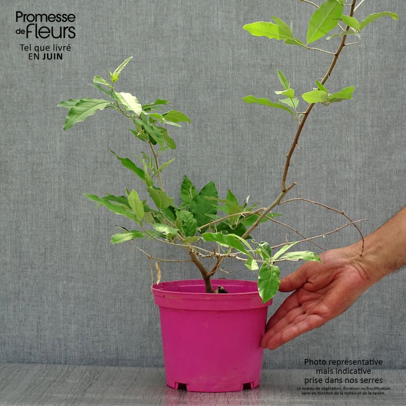 Exemplar von Vielblumige Ölweide - Elaeagnus multiflora Topf mit 2L/3L wie im Sommer geliefert