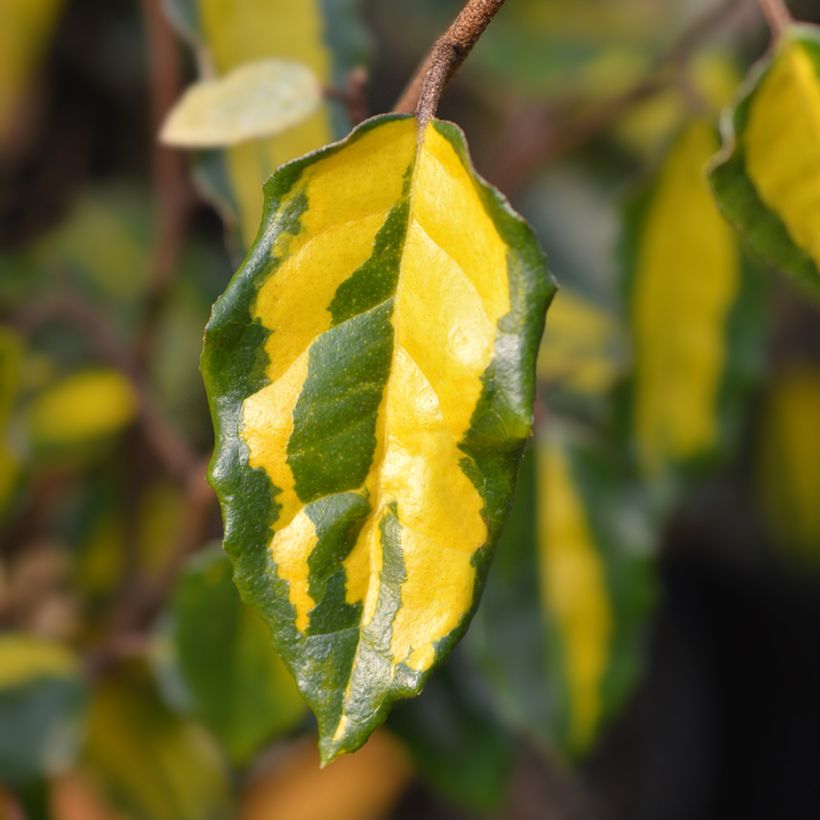 Stechende Ölweide Maculata - Elaeagnus pungens (Laub)