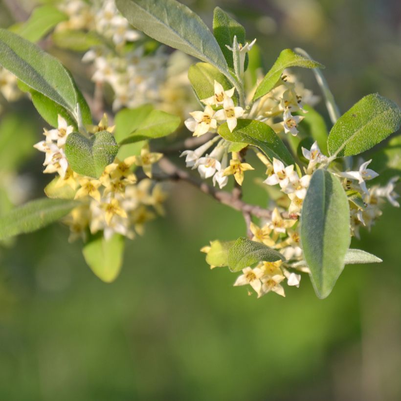 Korallen-Ölweide Pointilla Amoroso - Elaeagnus umbellata (Blüte)