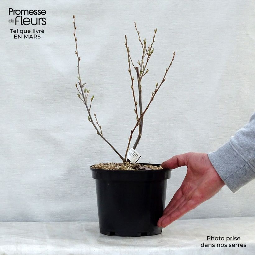 Exemplar von Korallen-Ölweide - Elaeagnus umbellata Topf mit 7,5L/10L wie im Frühjahr geliefert