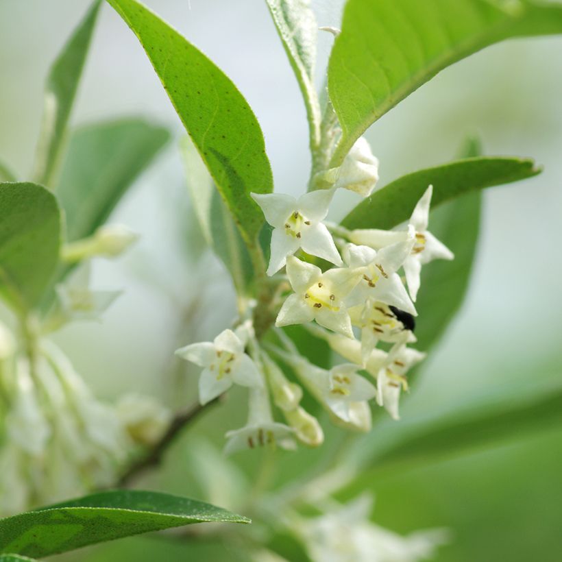 Korallen-Ölweide - Elaeagnus umbellata (Blüte)