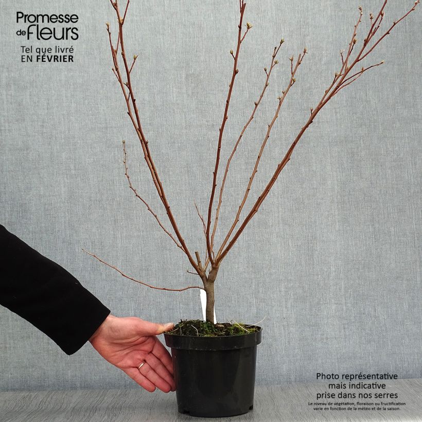 Exemplar von Korallen-Ölweide - Elaeagnus umbellata Topf mit 7,5L/10L wie im Winter geliefert