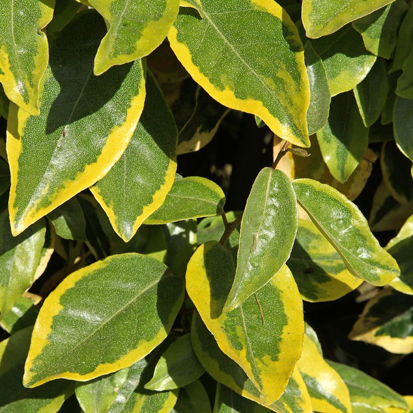 Wintergrüne Ölweide Viveleg - Elaeagnus ebbingei (Laub)