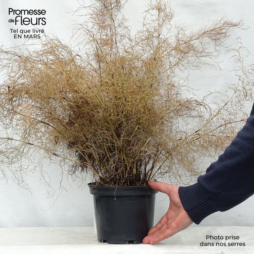 Exemplar von Elegia capensis - Fontänen-Binse Topf mit 2L/3L wie im Frühjahr geliefert