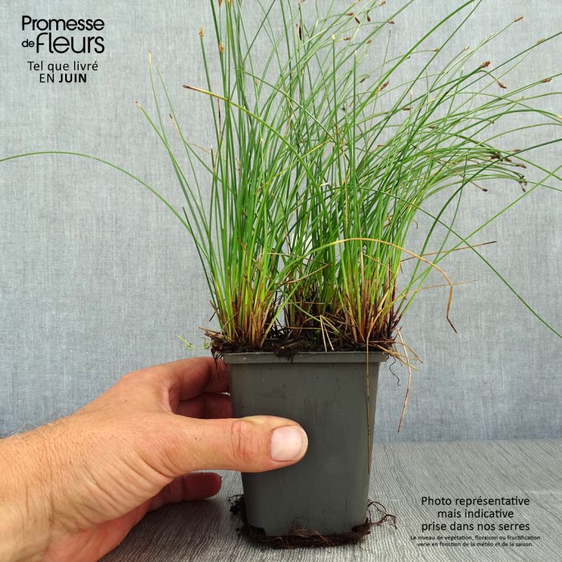 Exemplar von Eleocharis palustris - Gemeines Sumpfried Kleine Töpfe von 8/9 cm wie im Sommer geliefert