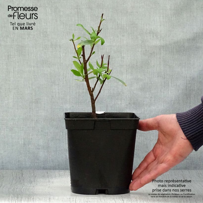 Exemplar von Embothrium coccineum - Chilenischer Feuerbusch Topf mit 2L/3L wie im Frühjahr geliefert