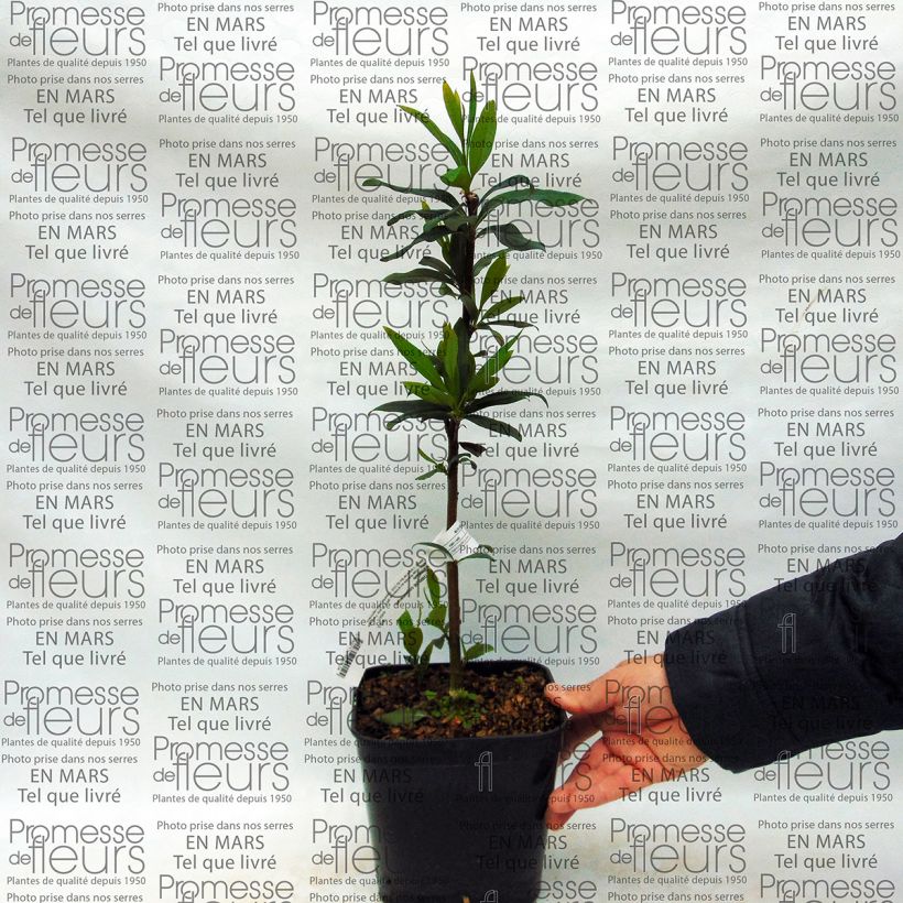 Beispiel eines Exemplars von Embothrium coccineum var. lanceolatum - Chilenischer Feuerbusch Topf mit 2L/3L wie geliefert