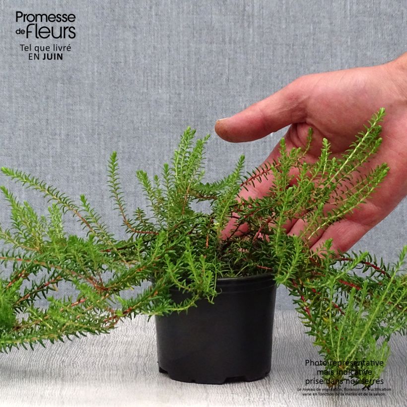 Exemplar von Empetrum nigrum - Schwarze Krähenbeere Topf 10 cm/11cm wie im Sommer geliefert