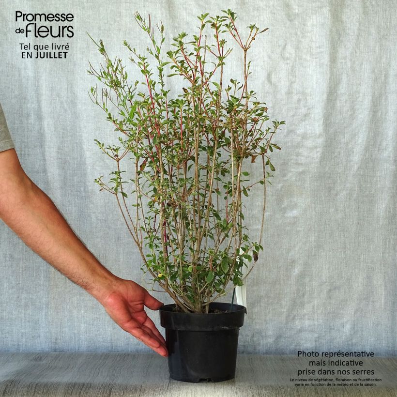 Exemplar von Enkianthus campanulatus - Prachtglocke Topf mit 2L/3L wie im Sommer geliefert