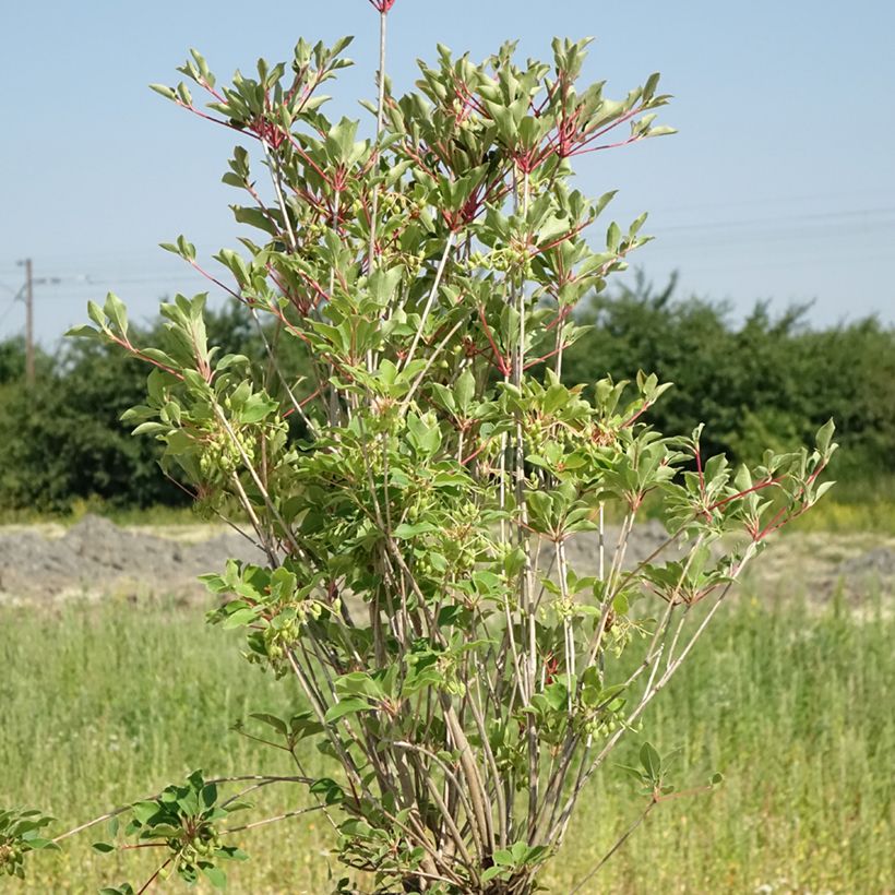 Enkianthus campanulatus Prettycoat - Prachtglocke (Hafen)